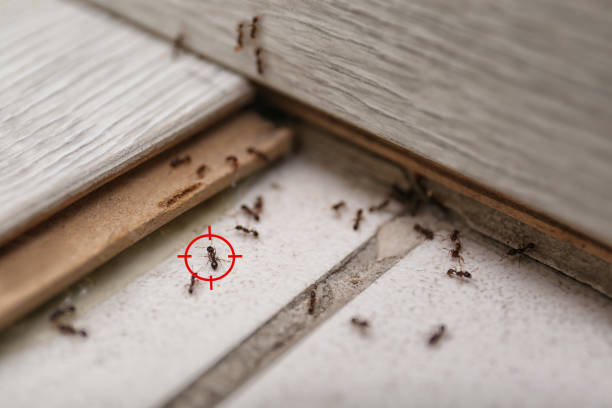 Best Cockroach Control Services  in Indian Trail, NC