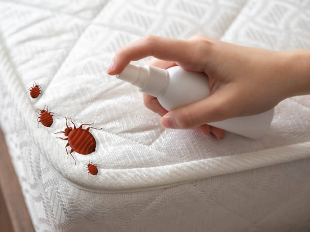 Best Emergency Pest Control  in Indian Trail, NC